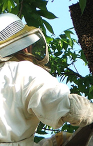 Beekeeper tending to hive