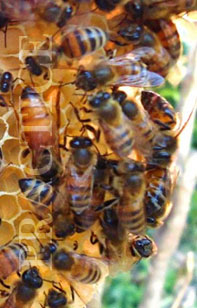 bees in a hive